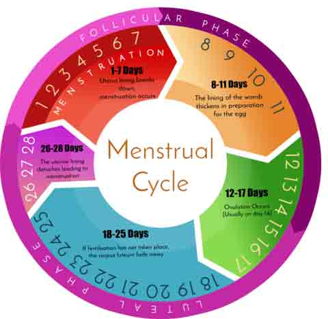menstrual cycle days